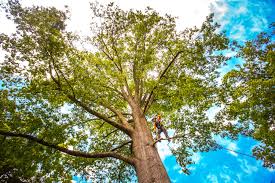 Best Arborist Consultation Services  in Cookeville, TN
