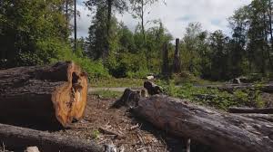Best Emergency Tree Removal  in Cookeville, TN