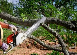 Lawn Pest Prevention in Cookeville, TN