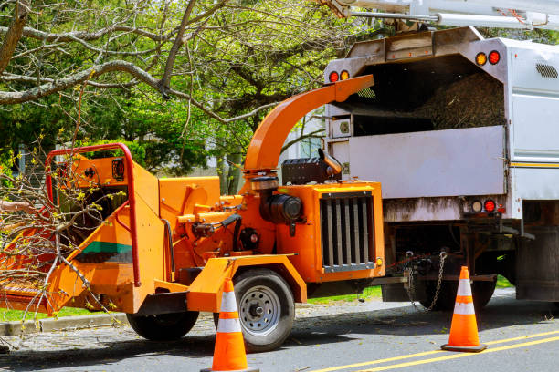Best Tree and Shrub Care  in Cookeville, TN