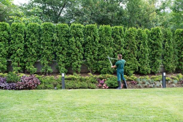 Reliable Cookeville, TN Tree Removal Solutions