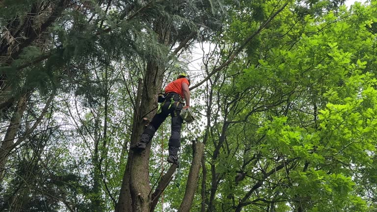 Best Lot and Land Clearing  in Cookeville, TN