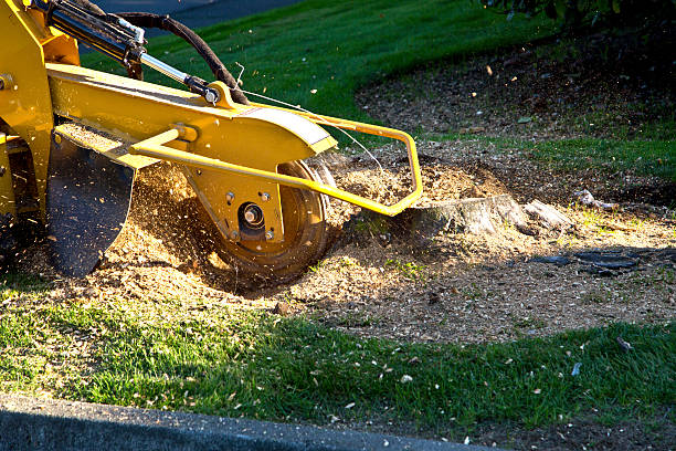 Best Hazardous Tree Removal  in Cookeville, TN