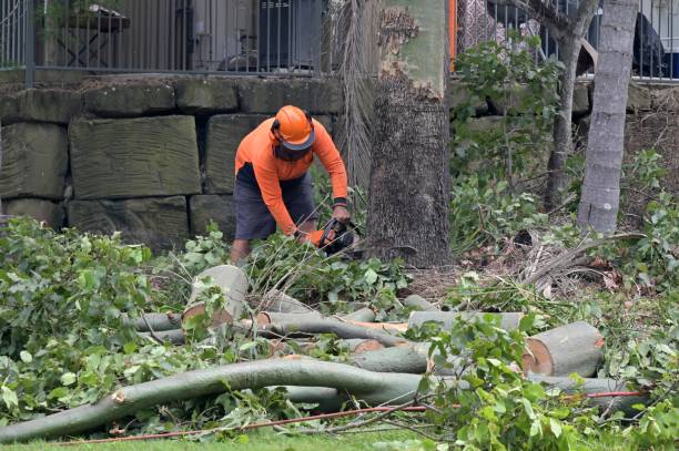 Best Commercial Tree Services  in Cookeville, TN