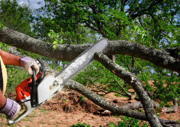 Best Stump Grinding and Removal  in Cookeville, TN