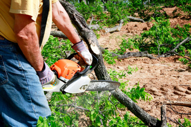Best Firewood Processing and Delivery  in Cookeville, TN